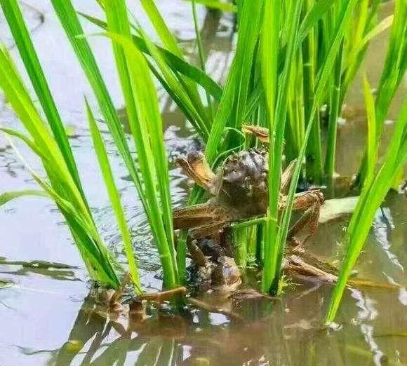 白雪公主和七个小矮人睡前故事，冬天到了白雪公主为自己和7个小矮人每人织一双手套一共要织多少双手套共？图4