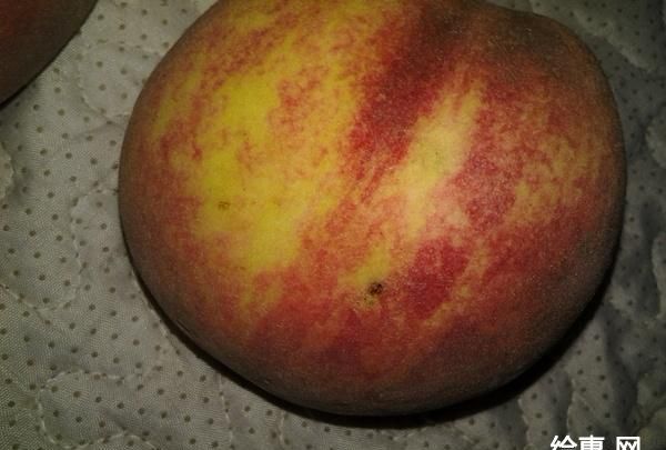 桃子里有虫子吃到肚子里了怎么办