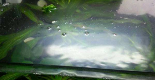 鱼缸油膜怎么处理龙鱼之巅