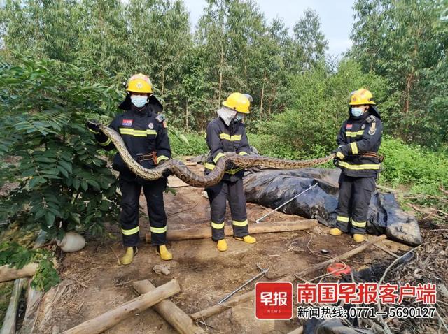 广西一居民发现巨蛇（头皮发麻广西两地）(3)