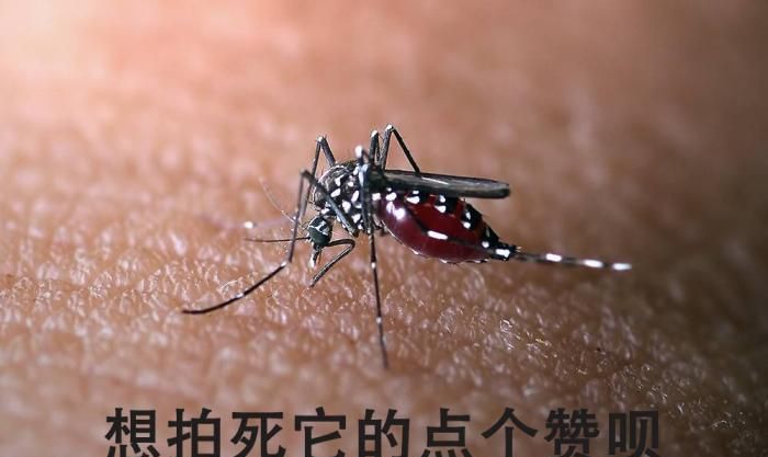 蚊子最喜欢什么颜色