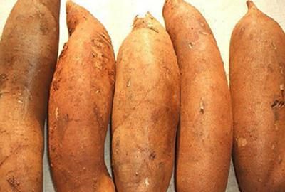 雪莲果发芽的图片