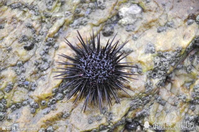 秋季海鲜推荐海胆（北方海鲜名品大连的紫海胆）(2)