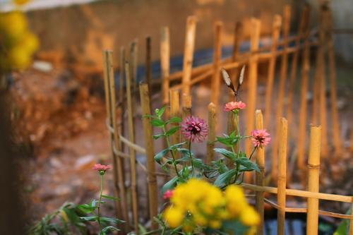 日长篱落无人过的下一句（四时田园杂兴其二译文）