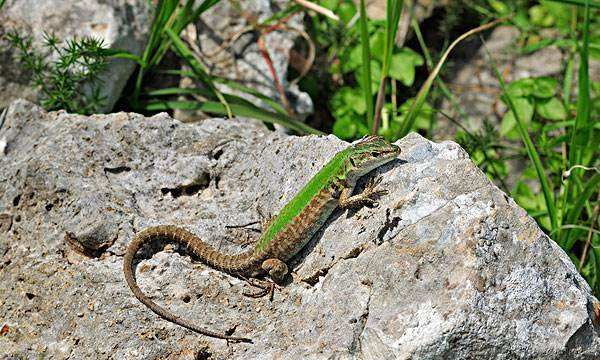 壁虎尾巴断了为什么能再生,为什么壁虎的尾巴断掉还能长出来呢图7
