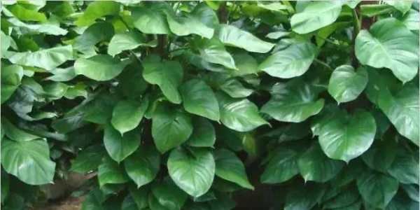 绿萝叶子发黄是什么原因,绿萝为什么叶子会变黄图1