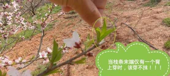 10月份是吃黄桃的季节吗，锦绣黄桃几月成熟？图8