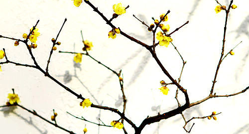 岁寒三友是什么,岁寒三友是指什么图2