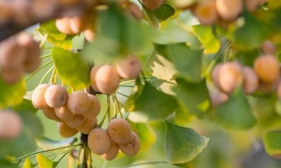 ​白果树的果实能吃,白果树的果能吃吗