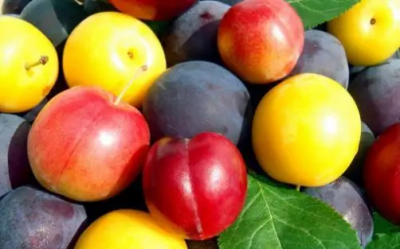 ​李子冷冻可以保存多久,李子太多了吃不完怎么弄