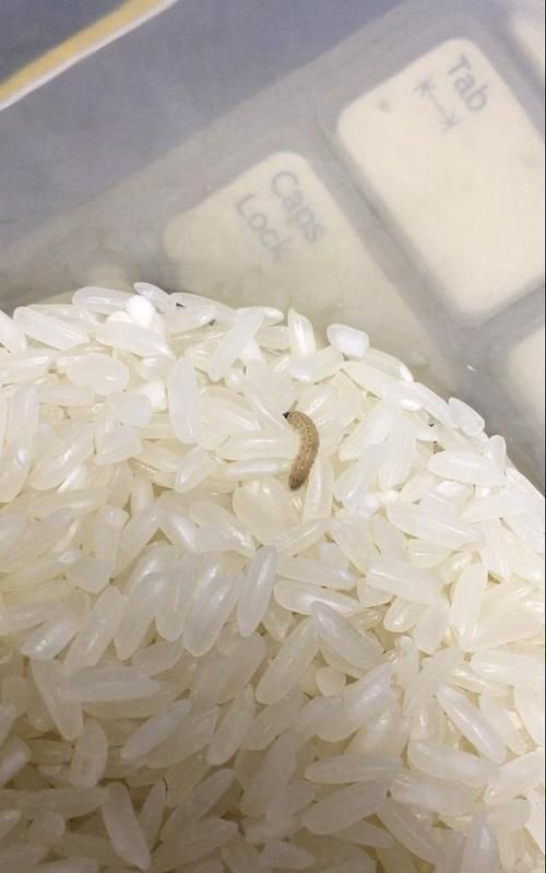 生虫的小米洗干净还能吃吗