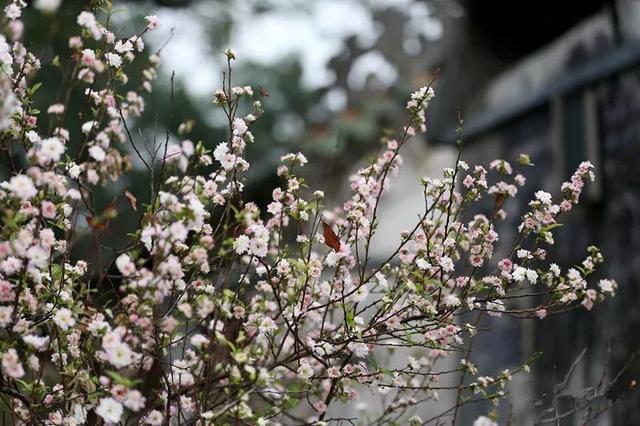 宋朝古建寺庙(广东的木质建筑之王)(3)