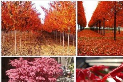 ​美国红枫和北美枫香有什么区别