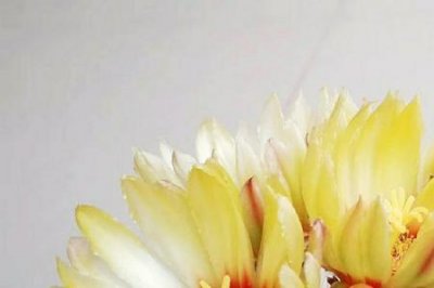 ​真情永驻佳句