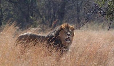 ​嗜血狂狮大结局