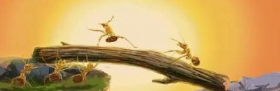 ​下雨前小动物们都有哪些表现呢 ，要下雨了,小动物有哪些表现？