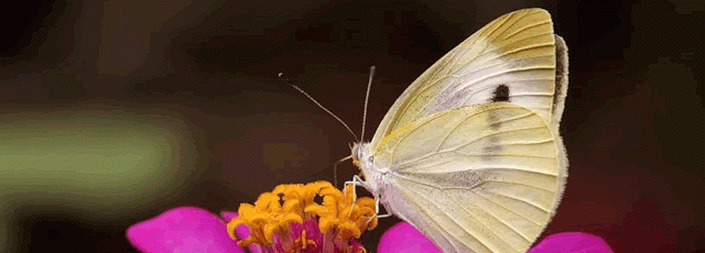 蝴蝶是益虫还是害虫