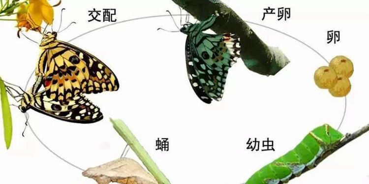 蝴蝶是益虫还是害虫为什么是益虫