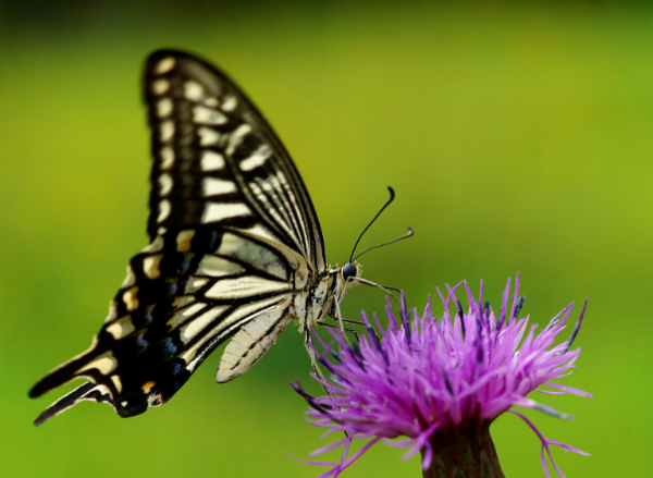 蝴蝶是益虫还是害虫,蝴蝶到底是益虫还是害虫图2