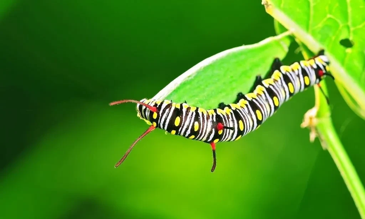 蝴蝶是不是益虫