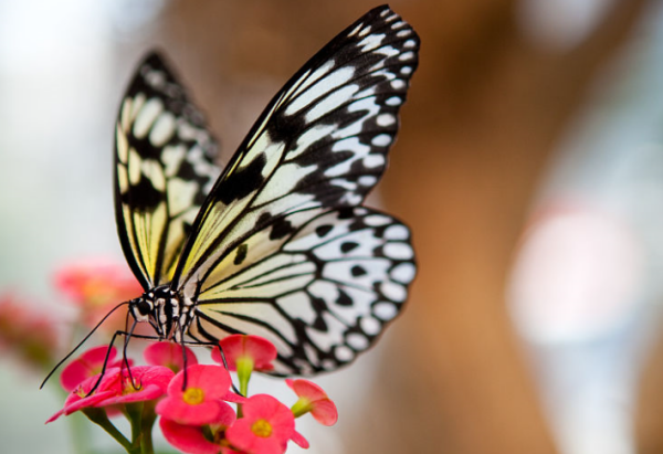 蝴蝶是益虫还是害虫,蝴蝶到底是益虫还是害虫图3