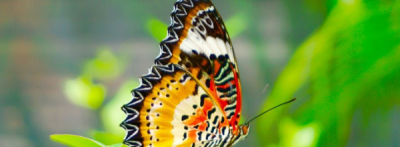 ​蝴蝶是益虫还是害虫,蝴蝶到底是益虫还是害虫