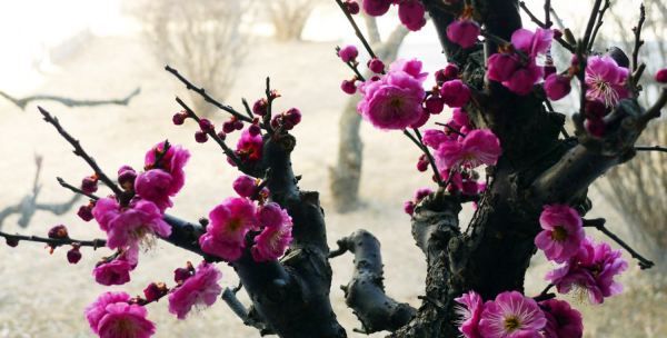 梅花的象征意义,梅花的特点和象征意义图4