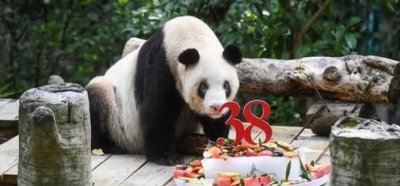 ​大熊猫吃人,大熊猫吃东西的时候是什么样子的