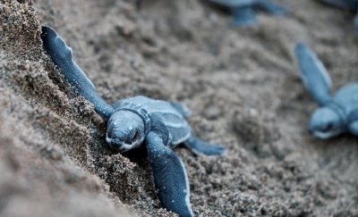 ​海龟会飞吗，乌龟也会飞女主角？