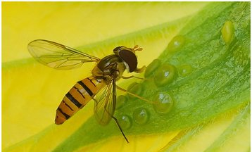 蜜蜂的品质和精神,蜜蜂表现了人的什么品质作文图3