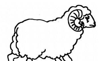 羊简笔画,羊的简笔画怎么画最简单图6