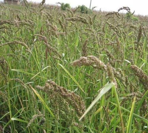 蒙稷的功效是什么