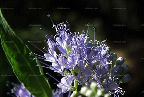 婴儿枕头填充物是决明子好还是荞麦皮好