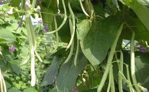 豆妃是什么蔬菜，芸豆，是我们喜爱的蔬菜之一，它营养丰富，请问怎样管理才能获得高产？图3