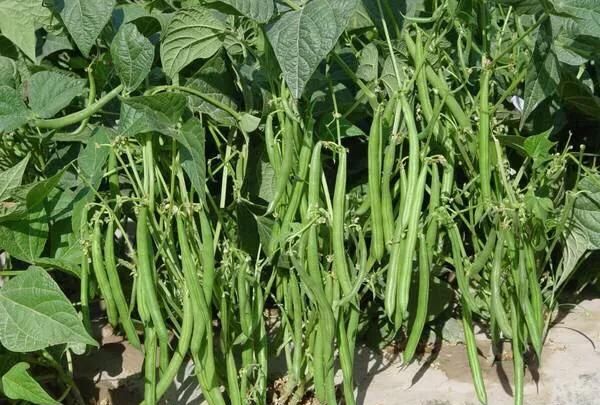 豆妃是什么蔬菜，芸豆，是我们喜爱的蔬菜之一，它营养丰富，请问怎样管理才能获得高产？图2