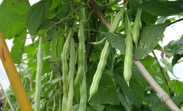 豆妃是什么蔬菜，芸豆，是我们喜爱的蔬菜之一，它营养丰富，请问怎样管理才能获得高产？图4