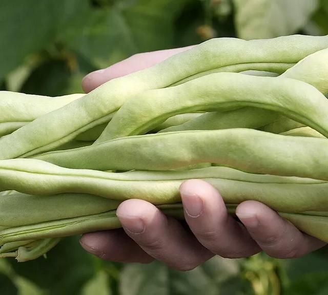 豆妃是什么蔬菜，芸豆，是我们喜爱的蔬菜之一，它营养丰富，请问怎样管理才能获得高产？图5