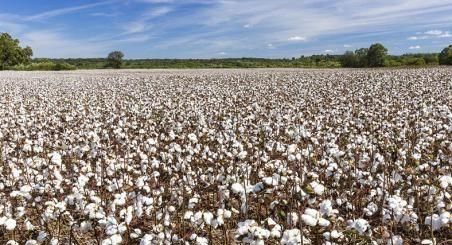 冬枣快递5天会坏吗，农民在秋天做什么？图4