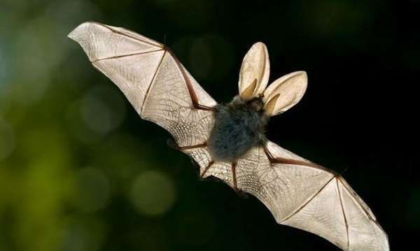 家里飞进了蝙蝠，在屋里转了好几个圈之前在家的门口就看到过小蝙蝠的尸体，这次又飞进了蝙蝠我家是河北的