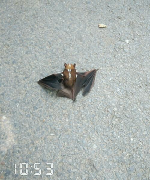 蝙蝠冲进厕所会淹死吗