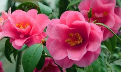 ​四川冬天有什么花,四川常见的树上开的红色的花