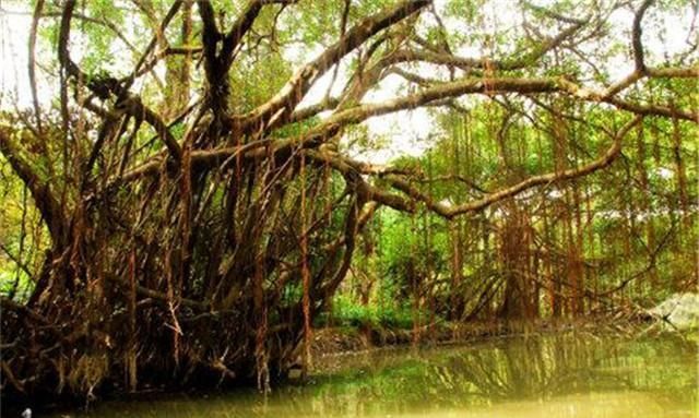 鸟的天堂中的两个“鸟的天堂”有什么相同之处