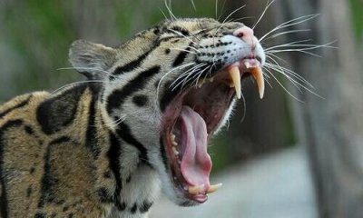 ​咬牙切齿打一生肖,咬牙切齿打一生肖是什么动物