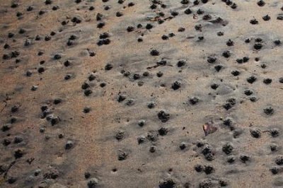 ​沙滩上的小红虫子是什么