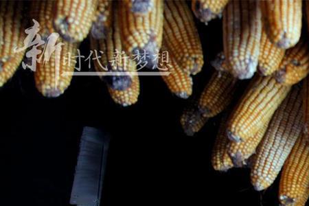 沉甸甸的玉米沉的像什么
