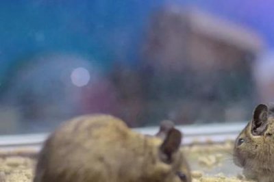 ​养八齿鼠犯法吗