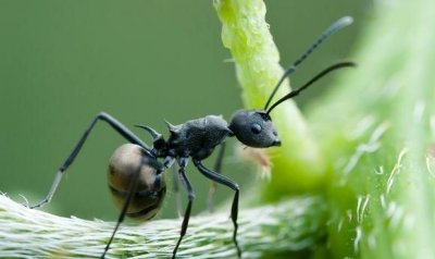 ​蚂蚁的习性，蚂蚁的生活习性有哪些？