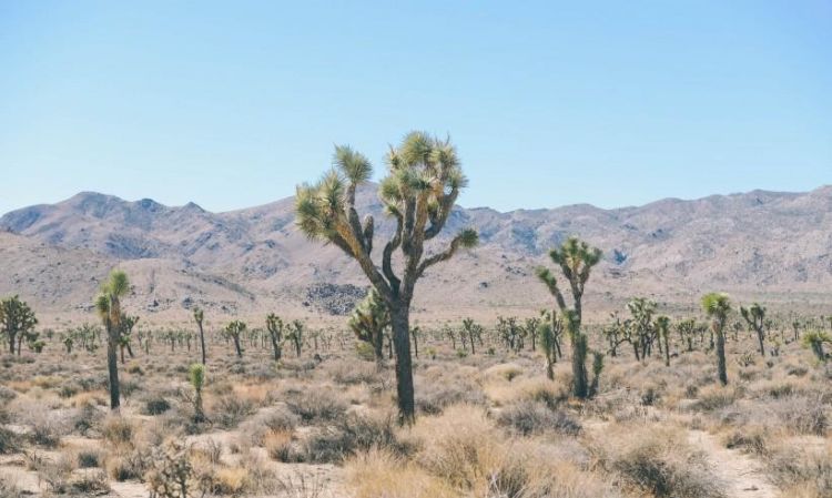 仙人掌为什么称为沙漠之王