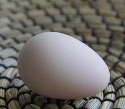 珍珠粉和鸡蛋壳有什么区别