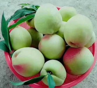 ​青绿色的桃子叫什么桃，黄色的桃花是什么桃？